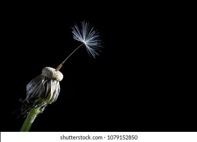 The Last Seed Of A Dandelion Isolated On Black Background As A Concept For Resilience Or Loneliness.