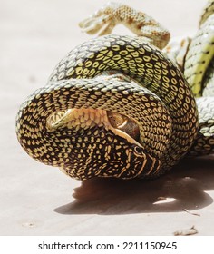 The Last Sight Of A Gecko Being Eaten By A Snake In The Food Chain