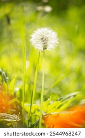 the last stage of dandelion development