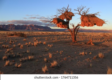 Last sunrays over Sesriem in the Namib Desert (Namibia). Incredible community nests built by sociable weavers (Philetairus socius) hang from a dry tree. - Shutterstock ID 1764711356