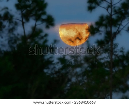 The last supermoon of 2023. Friday morning September 29, 2023. Panama City, Florida. Through trees and clouds