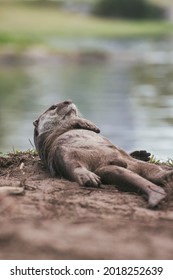 Lasy Day For A Smooth Coated Otter