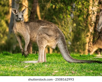 Late Afternoon Big Kangaroo Smiling