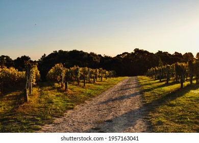 Late Afternoon Sun With Long Shadows In A Mornington Peninsula Vineyard In Autumn