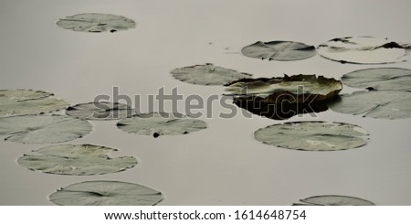 Similar – water on water with leaf padding