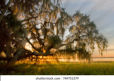 Late afternoon sun rays shining though moss covered tree in Myakka River State Park in Florida
