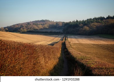 Late afternoon sunlight on Pewley Down outside Guildford, Surrey, UK