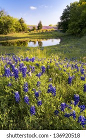 Late Afternoon View Of A Wildflower Field Behind A Texas Winery