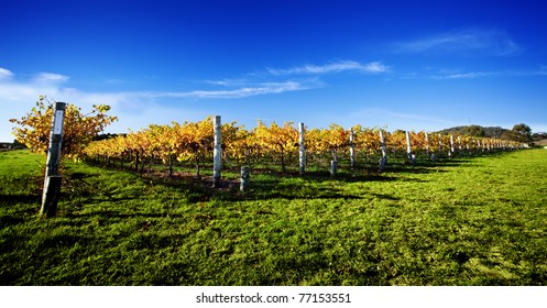 Late Afternoon Vineyard In South Australia