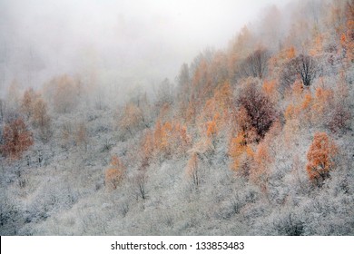 Late Autumn Forest Landscape