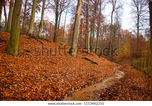 Late Autumn Forest Red Leaves On Stock Photo Edit Now 1153462210
