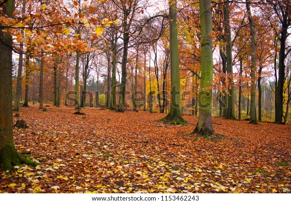 Late Autumn Forest Red Leaves On Stock Photo Edit Now 1153462243