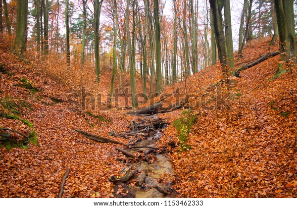 Late Autumn Forest Red Leaves On Stock Photo Edit Now 1153462333