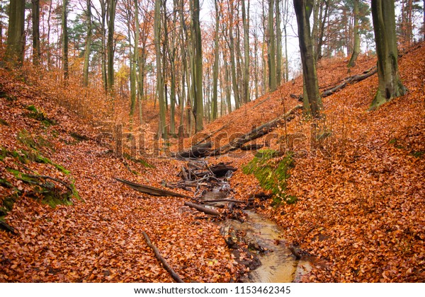 Late Autumn Forest Red Leaves On Stock Photo Edit Now 1153462345