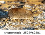 Late autumn, frosts. Large-toothed redback vole (Clethrionomys rufocanus) are running along the bank of a stream with frozen leaves, silt and grass