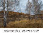 Late autumn, low clouds of birch with leafless leaves and an orange forest in the distance