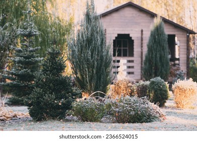 late autumn or winter private natural garden. Frosty conifers and shrubs with wooden house on background - Powered by Shutterstock