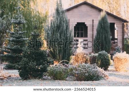 late autumn or winter private natural garden. Frosty conifers and shrubs with wooden house on background