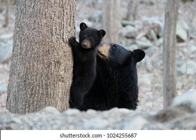 The late black bear mother, Pretty Mama, nurturing her cub