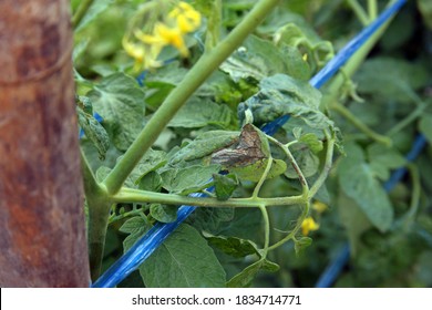 Late Blight Disease From Fungi On Tomato