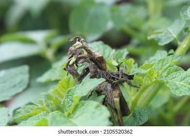 late blight on potato plants and stem rot on potatoes, disease of potato plants in the rainy season - Shutterstock ID 2105520362