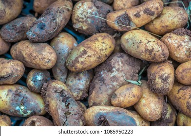 Late Blight On Root Of Potato