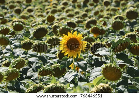 Late bloomer - sunflower that blooms while others already passed