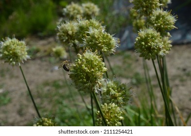 Late blooming onion, scientific name Allium ericetorum