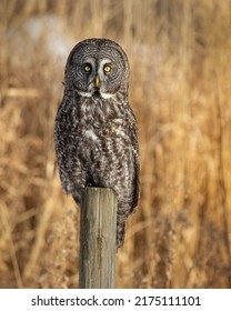 Late day sun illuminates the piercing yellow eyes of a great grey owl as it stares directly at you, conveying the strength and power of this magnificent raptor.   