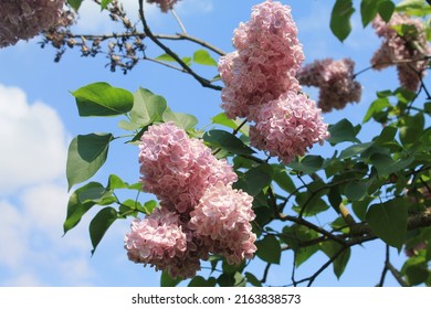 Late Evening. Branches Of Pink Lilac Flaunt Against The Background Of Clouds. Computer Desktop Wallpaper.