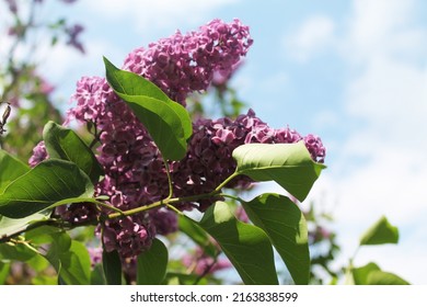 Late Evening. Branches Of Purple Lilac Flaunt Against The Background Of Clouds. Computer Desktop Wallpaper.