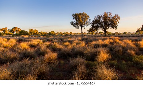 Late Evening On The Australian Bush