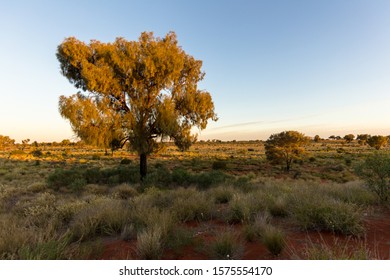 Late Evening On The Australian Bush