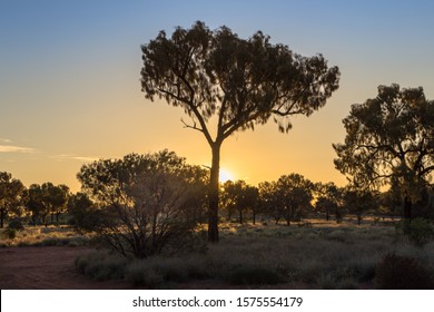 Late Evening On The Australian Bush