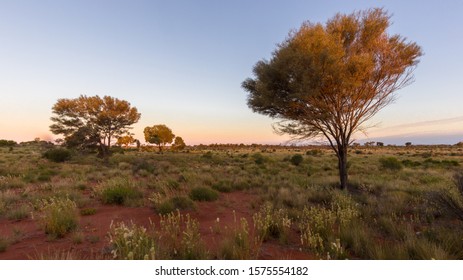 Late Evening On The Australian Bush