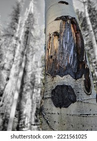 Late Fall Elk Rub In Estes Park