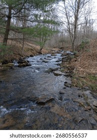 Late fall in the firest