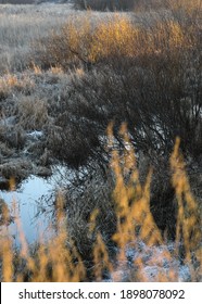 Late Fall. Frosty Grass, River, Bushes And Trees