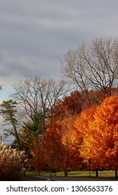 Late Fall Maple Trees Along The Mohawk River