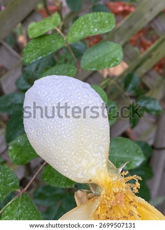 Late into bloom almost dead yellow rose flower close up