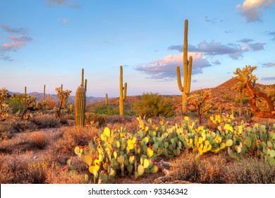 Late light illuminates Saguaros in Sonoran Desert.