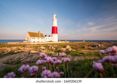 Late Summer Afternoon At Portland Bill Lighthouse With Purple Flowers 