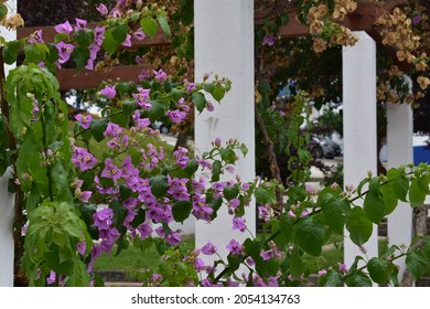 Late Summer Beautiful Pink Flowers 