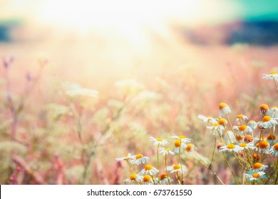 Late Summer Country Landscape With Daisies Meadow And Sunbeam, Beautiful  Summer Outdoor Nature Background With Wild Flowers