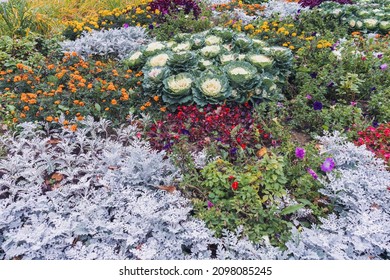 Late Summer Or Early Autumn Flower Bed View With Seasonal Plants And Flowers