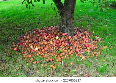 Late Summer, Early Autumn. For A Month, Apples Ripen And Fall On The Grass, Some Are Already Rotten. To Keep A Nice Lawn, All Apples Are Collected In A Heap Around The Apple Tree Trunk