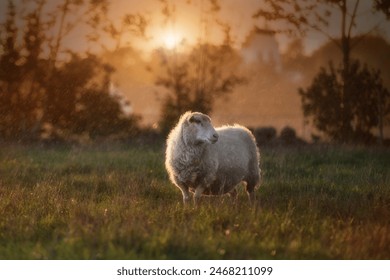 Late summer evening, the sun is setting and a light rain is falling over a lonely sheep. - Powered by Shutterstock