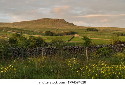 late summer evening view of warm sunlit Pen y Ghent from Horton in Ribblesdale, North Yorkshire, England, UK with close up buttercups in the foreground and farmland in the middle distance.