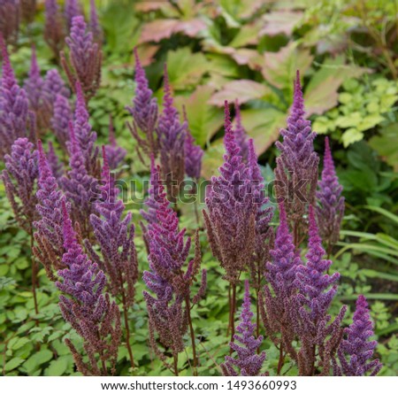 Late Summer Flowering Bright Purple Flower Heads of Astilbe chinensis 'Brokat' (False Spirea or False Goat's Beard) by a Lake in a Country Cottage Garden in Rural Devon, England, UK Stock foto © 