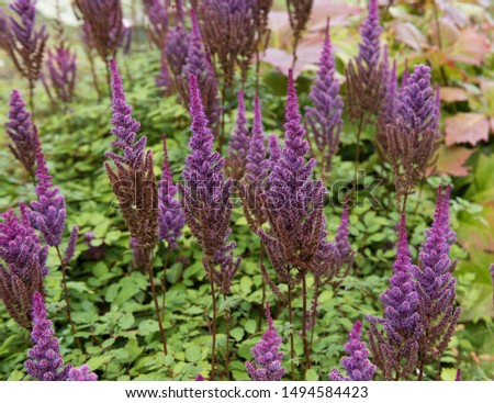 Late Summer Flowering Bright Purple Flower Heads of Astilbe chinensis 'Brokat' (False Spirea or False Goat's Beard) by a Lake in a Country Cottage Garden in Rural Devon, England, UK Stock foto © 
